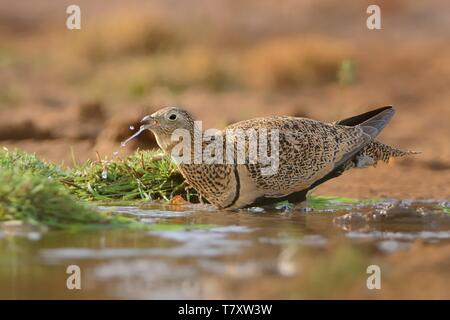Der Mann in Schwarz-bellied Sandgrouse (Pterocles orientalis) sitzt neben der Wüste pool Wasser aus dem Pool in der Wüste Oase zu trinken. Stockfoto