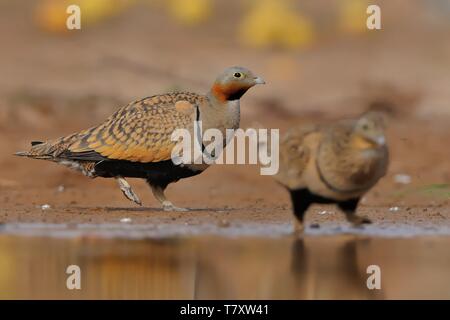 Der Mann in Schwarz-bellied Sandgrouse (Pterocles orientalis) sitzt neben der Wüste pool Wasser aus dem Pool in der Wüste Oase zu trinken. Stockfoto