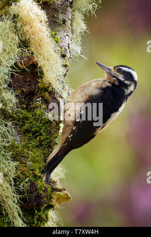 Hairy Specht - Leuconotopicus villosus, leben in den Bahamas, Kanada, Costa Rica, Guatemala, Honduras, Mexiko, Nicaragua, Panama, Puerto Rico, U Stockfoto