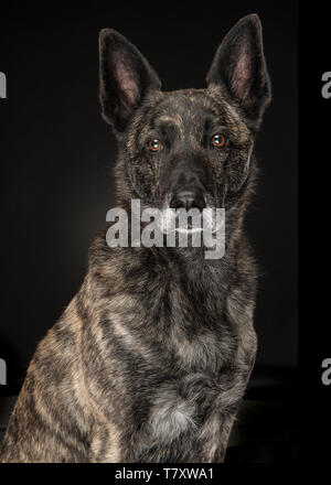 Porträt einer brindle Niederländische Schäferhund mit Blick auf die Kamera auf einem schwarzen Hintergrund Stockfoto
