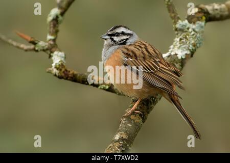 Zippammer (Emberiza cia) thront auf einem Zweig erfasst geschlossen. Stockfoto