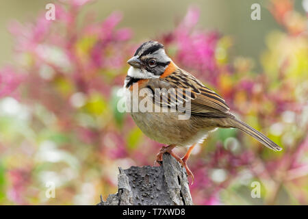 Rufous-collared Sparrow - Zonotrichia capensis ist eine US-amerikanische Sparrow in einer Vielzahl von Lebensräumen, von der extremen südöstlich von Mexiko auf Stufe Stockfoto