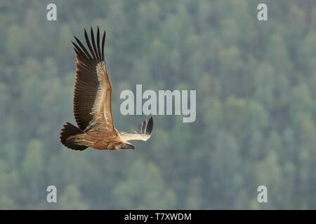 Eurasian Griffon (Tylose in Fulvus) im Flug gefangen. Geier über dem Olivenhain in Spanien fliegen. Stockfoto