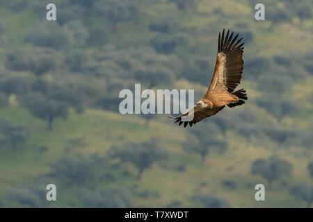 Eurasian Griffon (Tylose in Fulvus) im Flug gefangen. Geier über dem Olivenhain in Spanien fliegen. Stockfoto