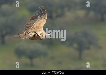 Eurasian Griffon (Tylose in Fulvus) im Flug gefangen. Geier über dem Olivenhain in Spanien fliegen. Stockfoto