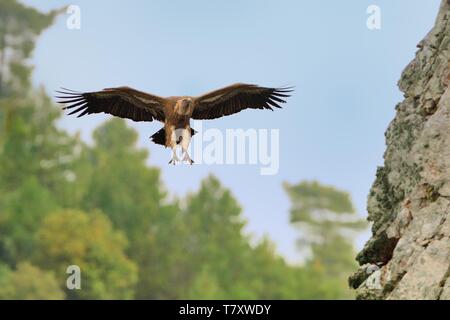 Eurasian Griffon (Tylose in Fulvus) im Flug gefangen. Geier über dem Olivenhain in Spanien fliegen. Stockfoto