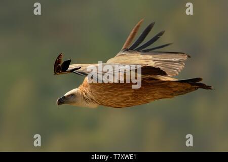 Eurasian Griffon (Tylose in Fulvus) im Flug gefangen. Geier über dem Olivenhain in Spanien fliegen. Stockfoto