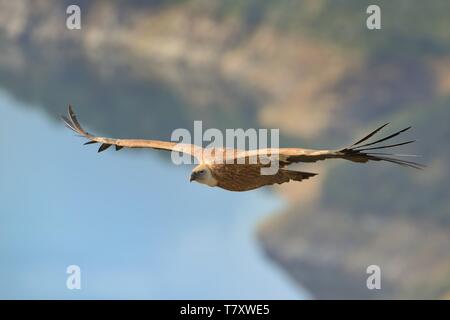 Eurasian Griffon (Tylose in Fulvus) im Flug gefangen. Geier über dem Olivenhain in Spanien fliegen. Stockfoto