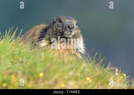 Die alpine Murmeltier (Marmota marmota) auf der Almwiese elightened sunlights am Nachmittag mit abgesetztem Hintergrund. Stockfoto