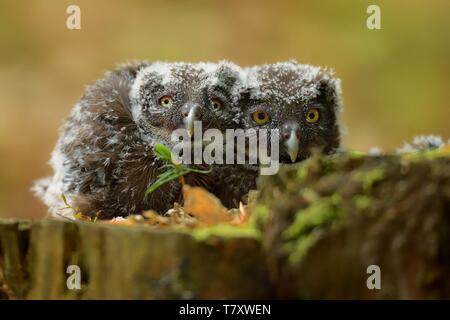 Boreal Owl-Aegolius funereus - eingebettet (junge Vögel). Stockfoto