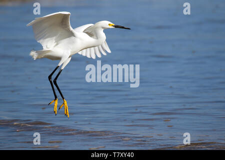Snowy Egret Jagd für eine Mahlzeit bei Ebbe an der Pazifikküste von Costa Rica Stockfoto