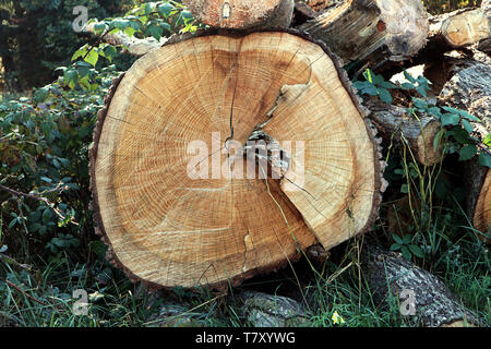 Jährliche Ringe auf einem Schnitt Baum Stockfoto