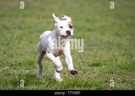 Weißer Bulldog-Welpe mit Augenflecken, der auf einer Wiese läuft Stockfoto