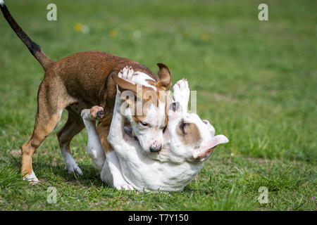 Zwei Bulldog-Welpen spielen auf einer Wiese Stockfoto