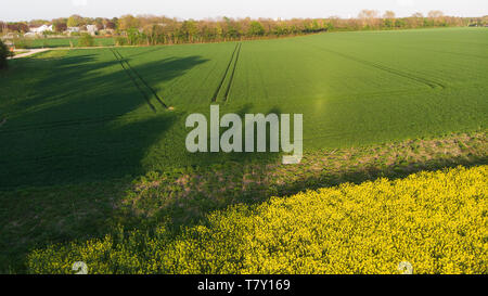 Drone Ansicht auf Nutzpflanzen und grünen Feldern kurz vor Sonnenuntergang. Stockfoto