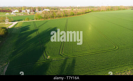 Drone Ansicht auf Nutzpflanzen und grünen Feldern kurz vor Sonnenuntergang. Stockfoto