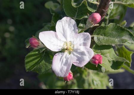 Branchen mit Blüten der Apfelbäume im Frühjahr in den Garten. Stockfoto