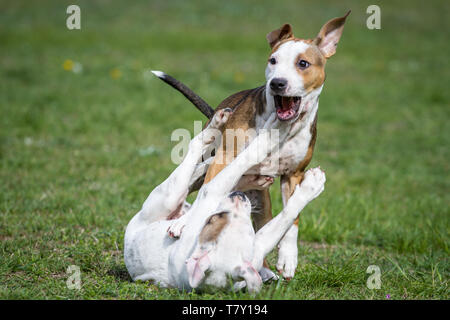 Zwei Bulldog-Welpen spielen auf einer Wiese Stockfoto