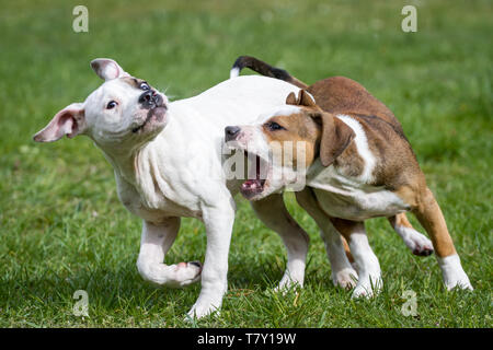 Zwei Bulldog-Welpen spielen auf einer Wiese Stockfoto