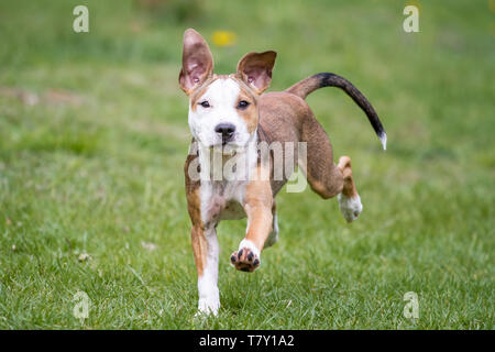 Brauner, weißer Bulldog-Welpe, der auf einer Wiese läuft Stockfoto