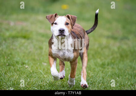 Brauner, weißer Bulldog-Welpe, der auf einer Wiese läuft Stockfoto