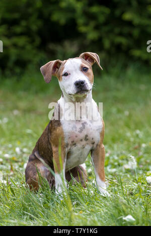 Brauner, weißer Bulldog-Welpe, der auf einer Wiese sitzt Stockfoto