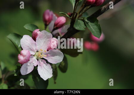 Apple Blossom, Frühling Blumen, bunten weiss und rosa Blütenblätter hautnah. Apple Tree im Obstgarten auf unscharfen Hintergrund, die Schönheit der Natur Stockfoto