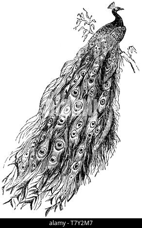 Holz graviert Illustration, von der "Schatzkammer der Natur" von Samuel Maunder, veröffentlicht 1848 Stockfoto