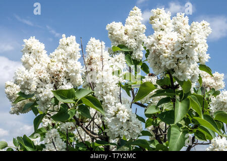 Flieder Syringa vulgaris 'John Kennedy' Stockfoto