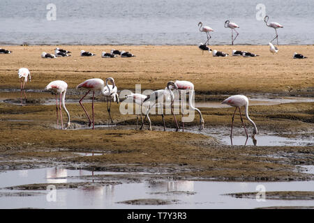 Hunderte von rosa Flamingos, Phoenicopterus ruberroseus im Atlantischen Ozean, Skelettküste, Walvis Bay, Namibia, Afrika Stockfoto