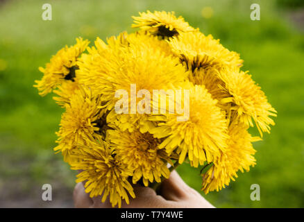 Blumenstrauß aus kleinen gelben Löwenzahn in der Hand vor dem hintergrund der grünen Gras. Stockfoto