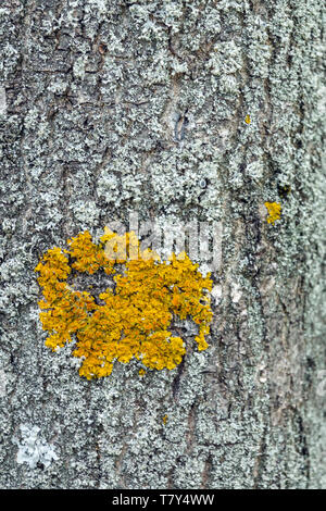 Gemeine Aschenrinde, Fraxinus excelsior, gelbe Flechten auf Baumstamm Stockfoto