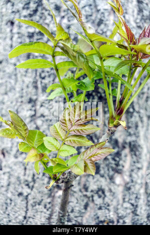 Gemeine Asche, Fraxinus excelsior, frische neue Blätter, Baumrinde Hintergrund Baumschlangen Stockfoto