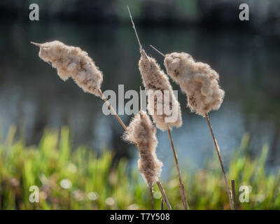 Rohrkolben in einem dänischen Feuchtgebiet in der Nähe von Vejle, Dänemark Stockfoto