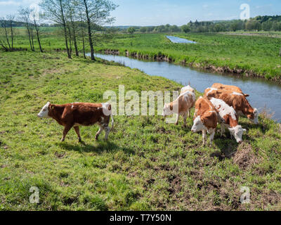 Kühe Rinder in Vejle Flusstal, Dänemark Stockfoto