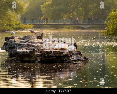 Pelikane in Fels in St James Park See, London, UK. Stockfoto