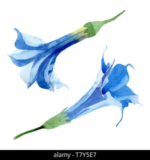 Blau Engelstrompeten floral botanischen Blumen. Aquarell Hintergrund gesetzt. Isolierte engelstrompeten Abbildung Element. Stockfoto