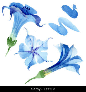 Blau Engelstrompeten floral botanischen Blumen. Aquarell Hintergrund gesetzt. Isolierte engelstrompeten Abbildung Element. Stockfoto