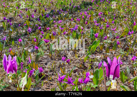 Lila Frühjahr wilden Blumen Erythronium sibiricum auf Waldlichtung. Diese eleganten mehrjährig liliaceae Wildblumen mit gefleckten Blätter sind aufgerufen Stockfoto