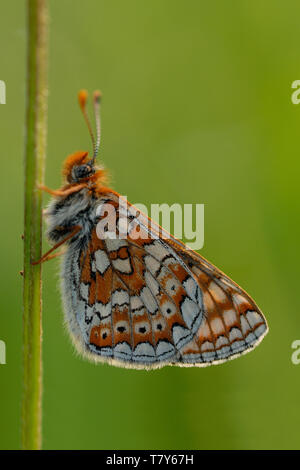 Marsh Fritillary Schmetterling (Euphydryas aurinia) Erwachsenen ruht auf einer Anlage schaft Fontmell, Naturschutzgebiet, Dorset, England, Großbritannien Stockfoto