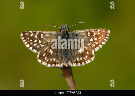 Grizzled Skipper Schmetterling Schmetterling malvae) auf einem Zweig am Fontmell, Naturschutzgebiet, England ruhen Stockfoto