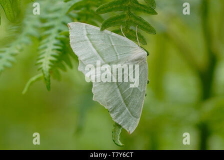 Licht (Campaea margaritata Emerald Motten) ruht auf einem bracken Wedel in South Wales Stockfoto