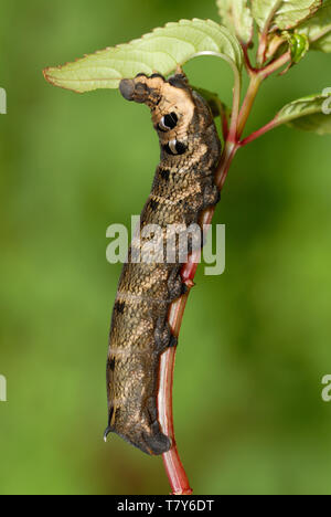 Elephant Hawk-moth Caterpillar (Deilephila elpenor) Fütterung auf invasive Himalayan Balsam (Impatiens glandulifera) in South Wales Stockfoto