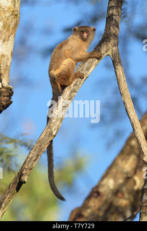 Schwarz-tailed Krallenaffen (Mico Melanurus) in Wäldern im Pantanal, Brasilien Stockfoto