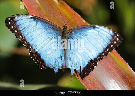 Blaue Morpho Butterfly, in Costa Rica, Mittelamerika Stockfoto