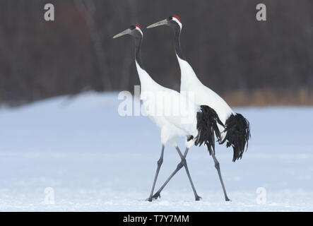 Gefährdete Rote - gekrönte Kraniche (Grus japonensis) im Winter Schnee auf der Insel Hokkaido, Japan Stockfoto