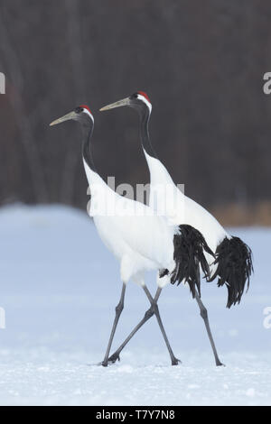 Gefährdete Rote - gekrönte Kraniche (Grus japonensis) im Winter Schnee auf der Insel Hokkaido, Japan Stockfoto