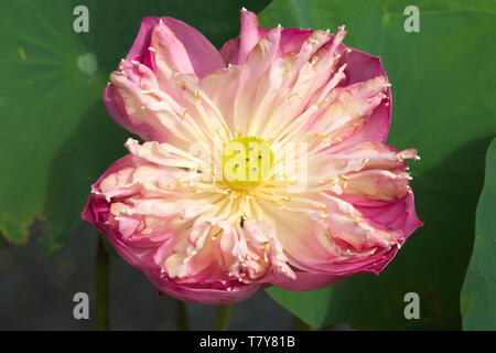 Eine Nahaufnahme Blick auf eine atemberaubende, voll erschlossen Pink Lotus, mit inneren gelben Pod ausgesetzt, in einer dicken Lotus Teich, in Bangkok, Thailand. Stockfoto