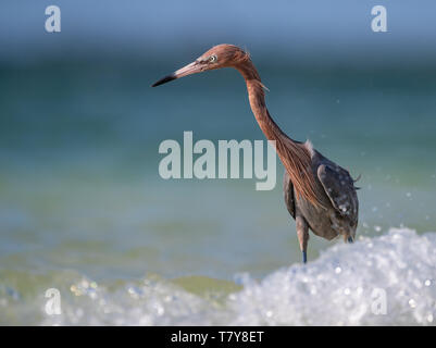 Rötliche Reiher in Florida Stockfoto