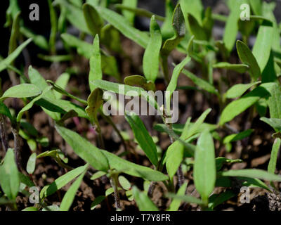 Junge Sämlinge, Solanum Lycopersicum Tomate Stockfoto